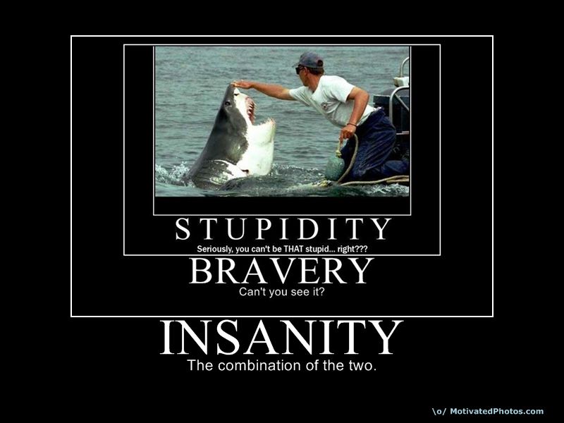 Bravery перевод. Bravery and stupidity. Insanity and bravery.