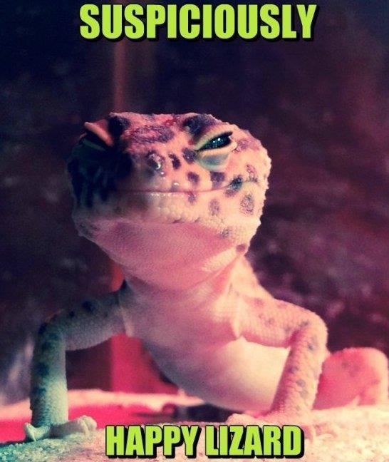 suspicious lizard meme